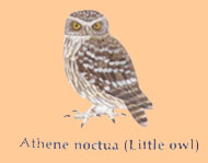 native to athens we get our very own owl!