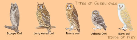 types of owls in Greece