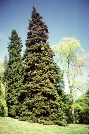 greek fir tree