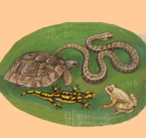 reptiles and tortoises