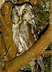 tengmalm owl