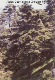 grecian fir