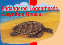 turtles are not treated properly on zakynthos