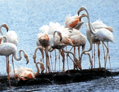 flamingos on Kos